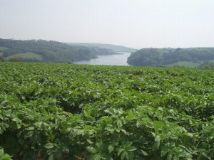 Potatoes grown around Loe Pool