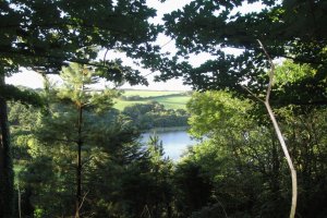 trees and Loe pool