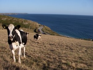 Looking down to the coastal footpath from the farm