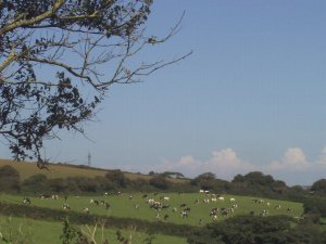 Cows at Penventon